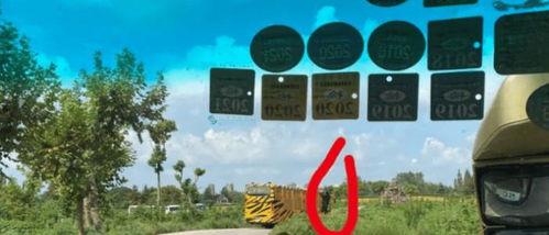 长春动物园爆料案件最新,惊曝动物虐待事件引发社会关注